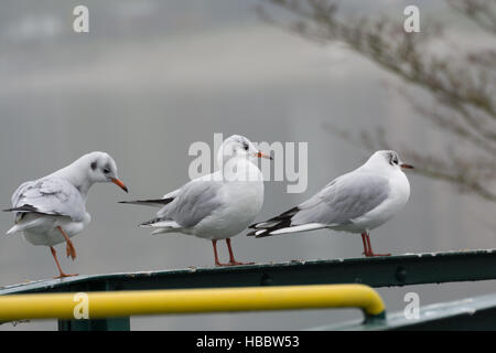 Drei Möwen sitzen auf einem Metallgeländer Stockfoto