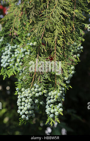 Lawson Zypresse Chamaecyparis lawsoniana Stockfoto