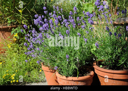 Lavandula Officinalis, Lavendel Stockfoto