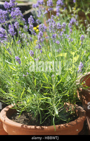 Lavandula Officinalis, Lavendel Stockfoto