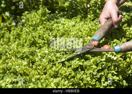 Hände mit Baum-, Rebscheren Stockfoto