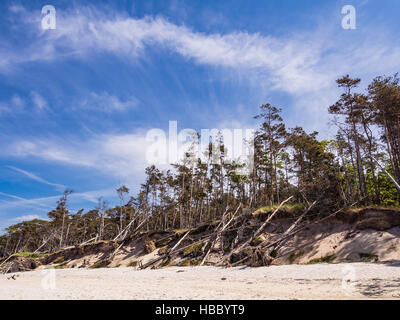 Bäume am Ufer der Ostsee Stockfoto