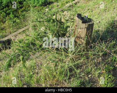 Wilder Spargel Pflanze wächst auf ländlichen Weg in der Nähe von Alora Andalusien Stockfoto