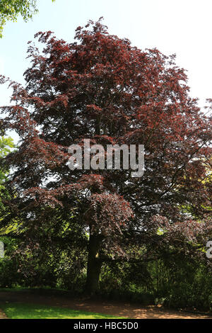 Blutbuche Fagus Sylvatica atropurpurea Stockfoto