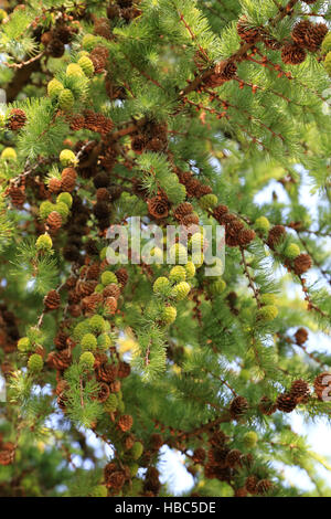 Japanische Lärche, Larix Kaempferi Stockfoto