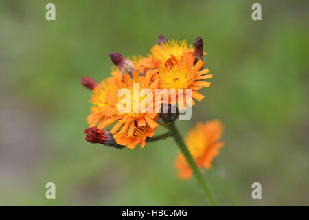 Habichtskräuter aurantiacum Stockfoto