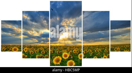 Sommerlandschaft: Multi-Frame-Fotos mit Schönheit Sonnenuntergang über Sonnenblumen Feld Stockfoto