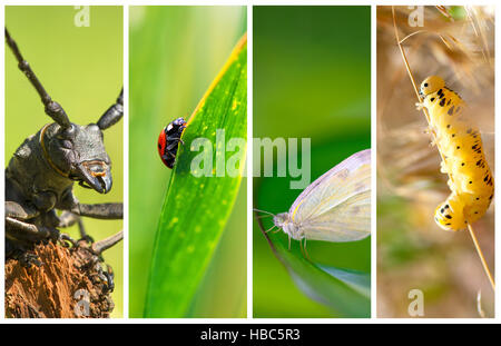 Collage aus Fotos mit verschiedenen Arten von Insekten Stockfoto