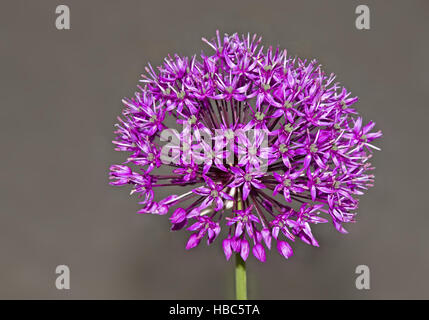 Riesen-Lauch Allium giganteum Stockfoto