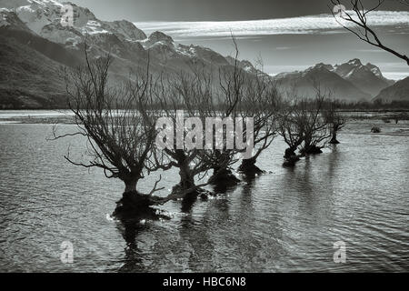 Weiden in Lake Wakatipu in Glenorchy Stockfoto