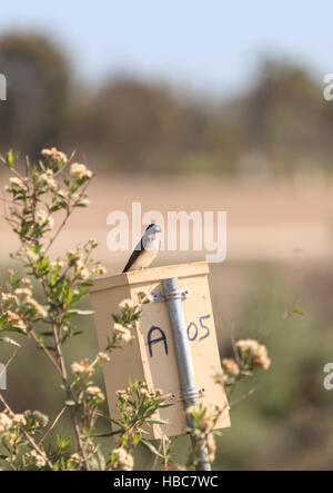 Blauer Baum Schwalbe Vogel, Tachycineta bicolor Stockfoto