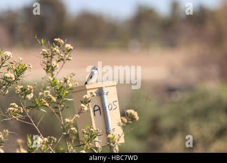 Blauer Baum Schwalbe Vogel, Tachycineta bicolor Stockfoto