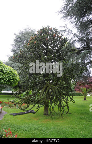 Araucaria Araucana, Monkey Puzzle tree Stockfoto
