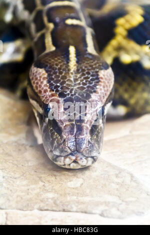 Foto von Python Kopf close up voll ins Gesicht Stockfoto