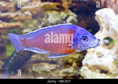 Copadichromis Kadango im aquarium Stockfoto