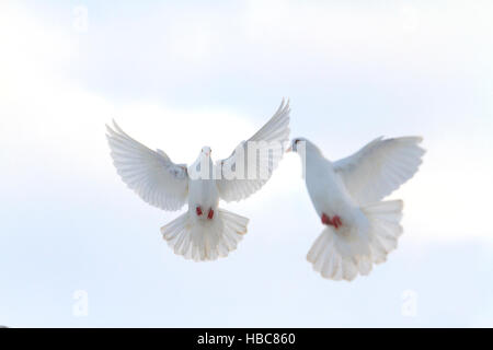 paar weiße Tauben fliegen in den Winterhimmel Stockfoto