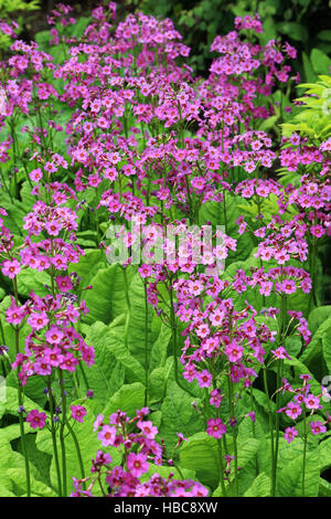 Japanische Primel, Primula japonica Stockfoto