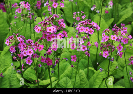 Japanische Primel, Primula japonica Stockfoto