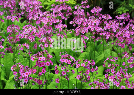 Japanische Primel, Primula japonica Stockfoto