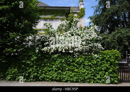 Philadelphus Coronarius, süße Mock-orange Stockfoto
