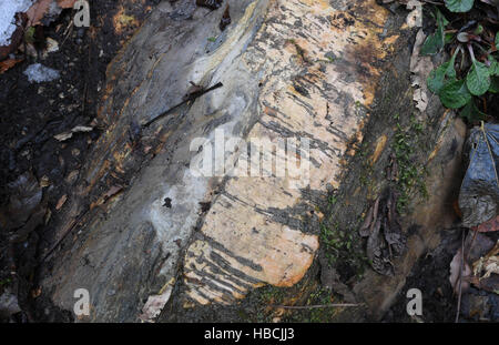 Hanzhong, China. 3. Dezember 2016. Foto aufgenommen am 3. Dezember 2016 zeigt Fossilien im Inneren einer riesigen Karst Doline in Zhenba, County Hanzhong Stadt, Nordwesten der chinesischen Provinz Shaanxi. Ein Cluster von riesigen Karst Dolinen, auch bekannt als Tiankengs, insgesamt Shaanxi.In entdeckt worden, 49 Tiankengs und über 50 Trichter von zwischen 50 bis 100 Meter im Durchmesser fanden sich in den über 200 km Karst Landform Gürtel in Hanzhong City. © Tao Ming/Xinhua/Alamy Live-Nachrichten Stockfoto