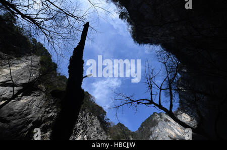 Hanzhong, China. 3. Dezember 2016. Foto aufgenommen am 3. Dezember 2016 zeigt Bäume wachsen von einem riesigen Karst Doline in Zhenba, County Hanzhong Stadt, Nordwesten der chinesischen Provinz Shaanxi. Ein Cluster von riesigen Karst Dolinen, auch bekannt als Tiankengs, insgesamt Shaanxi.In entdeckt worden, 49 Tiankengs und über 50 Trichter von zwischen 50 bis 100 Meter im Durchmesser fanden sich in den über 200 km Karst Landform Gürtel in Hanzhong City. © Tao Ming/Xinhua/Alamy Live-Nachrichten Stockfoto