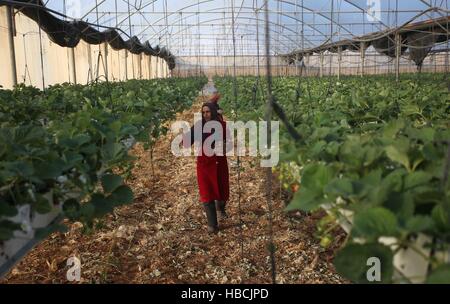 Jenin, West Bank, Palästina. 6. Dezember 2016. Eine palästinensische Bauer sammelt Erdbeeren auf den lokalen Märkten auf ein Gewächshaus in der Stadt Jenin im Westjordanland am 6. Dezember 2016 zu verkaufen. © Ayman Nobani/Xinhua/Alamy Live-Nachrichten Stockfoto