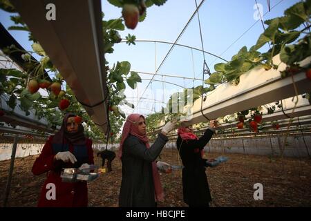 Jenin, West Bank, Palästina. 6. Dezember 2016. Palästinensische Bauern sammeln Erdbeeren auf den lokalen Märkten auf ein Gewächshaus in der Stadt Jenin im Westjordanland am 6. Dezember 2016 zu verkaufen. © Ayman Nobani/Xinhua/Alamy Live-Nachrichten Stockfoto