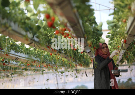 Jenin, West Bank, Palästina. 6. Dezember 2016. Eine palästinensische Bauer sammelt Erdbeeren auf den lokalen Märkten auf ein Gewächshaus in der Stadt Jenin im Westjordanland am 6. Dezember 2016 zu verkaufen. © Ayman Nobani/Xinhua/Alamy Live-Nachrichten Stockfoto