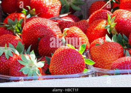 Erdbeeren in Schalen Stockfoto