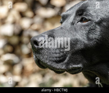 Labrador Retriever Porträt Stockfoto
