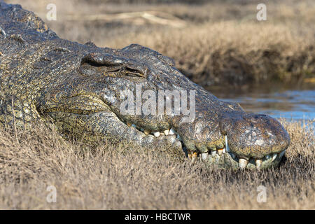 Nil-Krokodil (Crocodylus Niloticus), Chobe River, Botswana Stockfoto