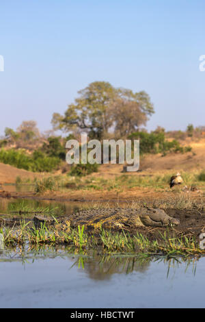 Nil-Krokodil (Crocodylus Niloticus), Krüger Nationalpark, Südafrika Stockfoto