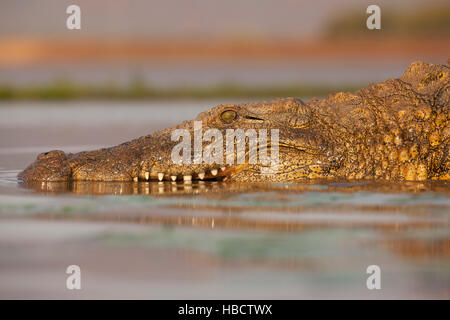 Nil-Krokodil (Crocodylus Niloticus), Zimanga private Game reserve, KwaZulu-Natal, Südafrika Stockfoto