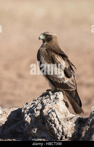 Zwergadler (Hieraaetus Pennatus), Kgalagadi Transfrontier Park, Northern Cape, Südafrika Stockfoto