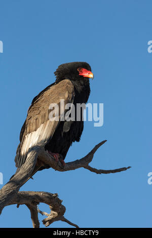 Bateleur (Terathopious Ecaudatus) weiblich, Kgalagadi Transfrontier Park, Südafrika Stockfoto