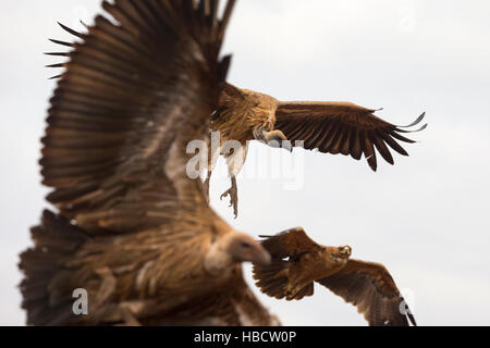 Weißrückenspecht Geier (abgeschottet Africanus), die mit Tawny Adler (Aquila Rapax) ernähren, fliegen, Zimanga private Game reserve, KwaZulu-Natal, Südafrika Stockfoto