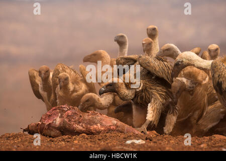 Weißrückenspecht Geier (abgeschottet Africanus) Fütterung, Zimanga privaten Wildreservat KwaZulu-Natal, Südafrika Stockfoto