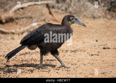 Halbwüchsige südliche Hornrabe (Bucorvus Leadbeaterii), Krüger Nationalpark, Südafrika Stockfoto