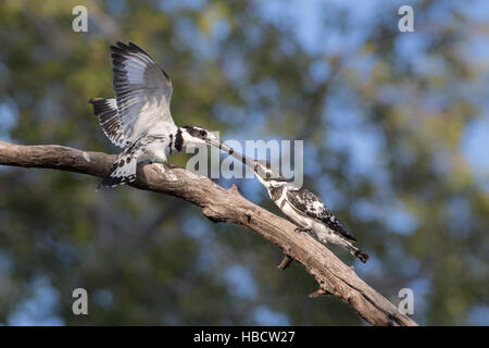 Pied Kingfisher (Ceryle Rudis) Balz Gruß, Chobe River, Botswana Stockfoto