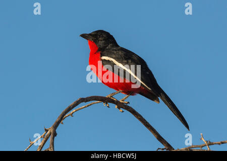 Crimson-breasted Würger (Lanarius Atrococcineus), Kgalagadi Transfrontier Park, Südafrika Stockfoto