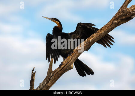 Afrikanische Darter (Anhinga Rufa), Chobe River, Botswana Stockfoto