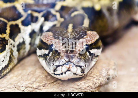 Foto von Python Kopf close up voll ins Gesicht Stockfoto