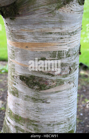 Papier-Birke, Kanu-Birke, Betula papyrifera Stockfoto