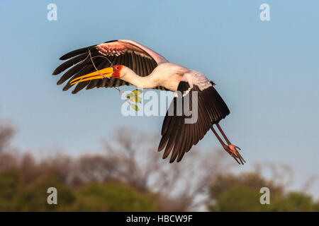 Gelb-billed Storch (Mycteria Ibis) tragen Nistmaterial, Chobe River, Botswana, Stockfoto