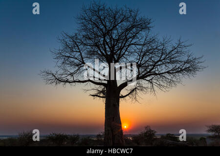 Afrikanische Baobab (Affenbrotbäume Digitata) bei Sonnenuntergang, Chobe Nationalpark, Botswana, Stockfoto