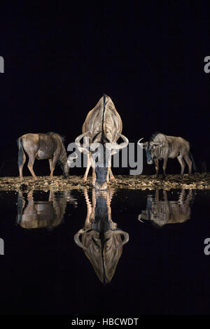 Gemeinsame (blau) GNU (Gnu) (Connochaetes Taurinus) trinken in der Nacht, Zimanga privaten Wildgehege, KwaZulu-Natal, Südafrika Stockfoto