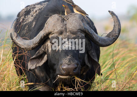 Kaffernbüffel (Syncerus Caffer) mit Yellowbilled Oxpeckers (Buphagus Africanus), Chobe Fluss, Botswana Stockfoto