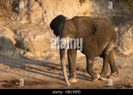 Afrikanischer Elefant (Loxodonta Africana) im Staub Bad, Chobe Nationalpark, Botswana, Stockfoto