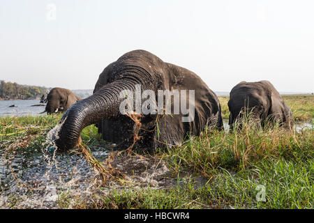 Afrikanische Elefanten (Loxodonta Africana) Fütterung im Chobe Fluss, Botswana, Stockfoto